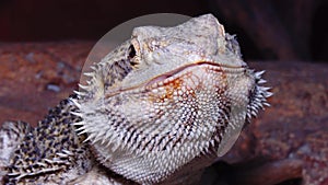 Agamid lizard, the bearded dragon