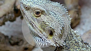 Agamid lizard Pogona vitticeps , the bearded dragon