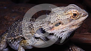 Agamid lizard Pogona vitticeps, the bearded dragon