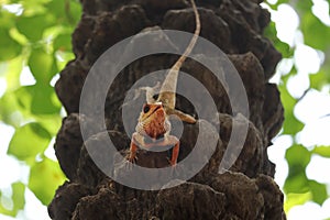 Agamid lizard on the tree