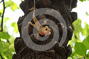 Agamid lizard on the tree