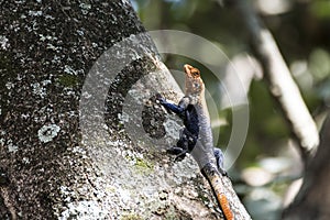 Agamidae, Agama Lizard in Murchison National Park, Uganda, Africa