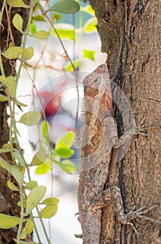 Agamidae, lizard on tree