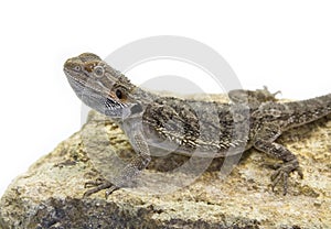 Agamidae, Pogona vitticeps