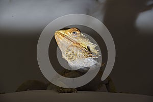 agamidae a species of iguana lizards
