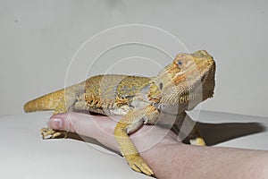 agamidae a species of iguanian lizards