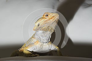 agamidae a species of iguanian lizards