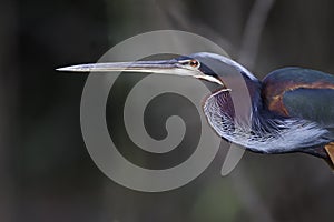 Agamireiger, Agami Heron, Agamia agami photo