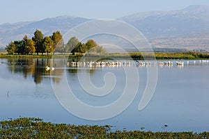 Agamon Hula bird refuge