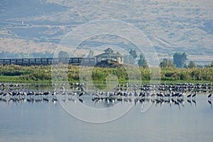 Agamon Hula bird refuge photo