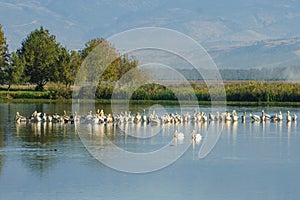 Agamon Hula bird refuge photo