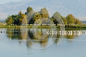 Agamon Hula bird refuge photo