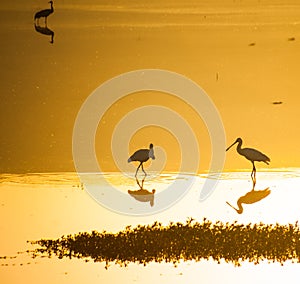 Agamon Hula bird refuge photo