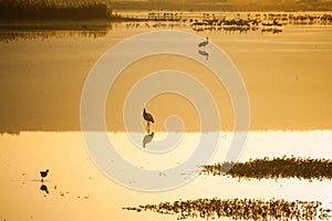 Agamon Hula bird refuge photo