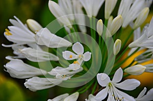 Agapantha White flowers in New Zealand Garden