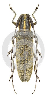 Agapanthia villosoviridescens