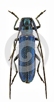 Agapanthia violacea