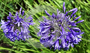 Agapanthus