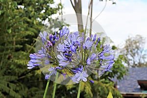 Agapanthus or Africa`s blue lily
