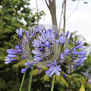 Agapanthus or Africa`s blue lily