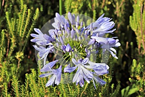 Agapanthus or Africa`s blue lily