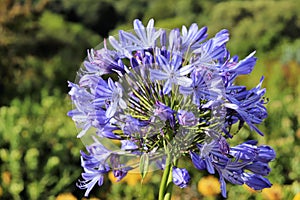 Agapanthus or Africa`s blue lily