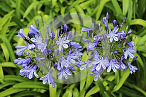 Agapanthus or Africa`s blue lily