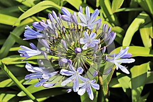 Agapanthus or Africa`s blue lily