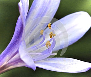 Agapanthus African blue lily