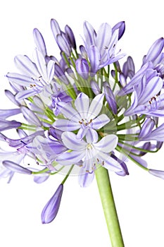 Agapanthus - African Lily