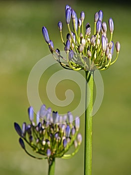 Agapanthus africanus