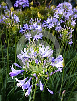 Agapanthus africanus African Lily