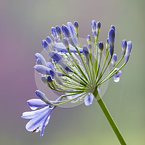 Agapanthus africanus (African lily)