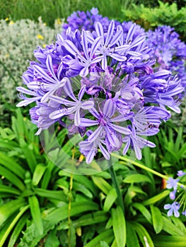 agapanthus africanus, the african lily flowers photo
