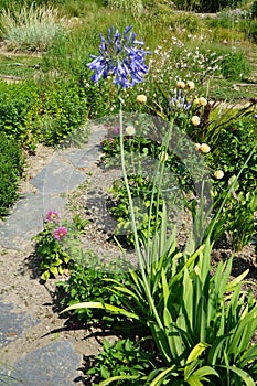 Agapanthus africanus blooms with blue flowers in July. Potsdam, Germany