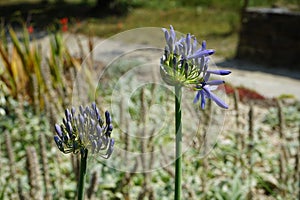 Agapanthus africanus blooms with blue flowers in July. Potsdam, Germany