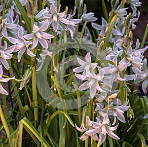 Agapanthus africanus - Blue african lily