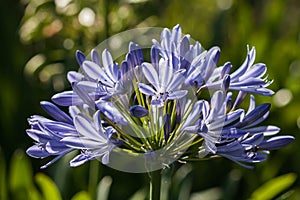 Agapanthus Africanus flower head