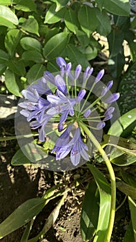 Agapanthus Africanus Flowers