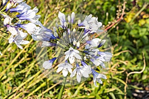 Agapanthus africanus `Twister`