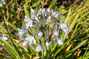 Agapanthus africanus `Twister`