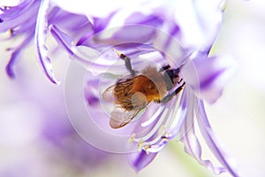 Agapanthus afriicanus