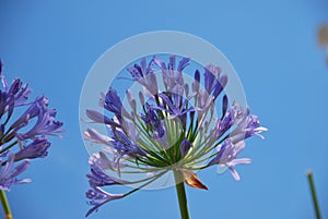 Agapanthus agains blue sky