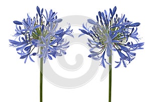 Agapanthus blooms