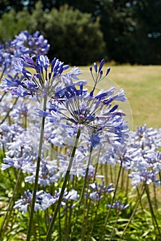 Agapanthus (blue flowers)