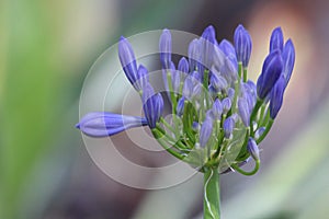 Agapanthus Blue Mauve