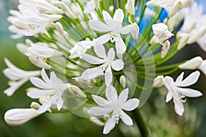 Agapanthus Campanulatus - beautiful flowers