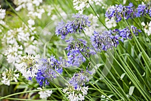 Agapanthus Campanulatus - beautiful flowers