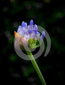 Agapanthus flower bud with a defused back ground.