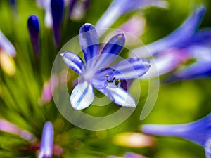 Agapanthus flower image